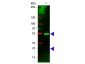 Anti-Swine IgG (H&L)  (Rhodamine Conjugated) Secondary Antibody